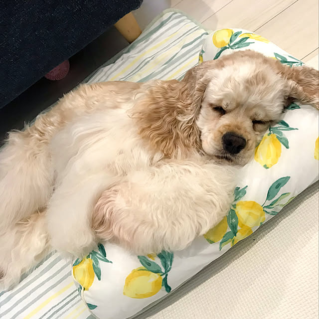 yuyuさんの実例写真