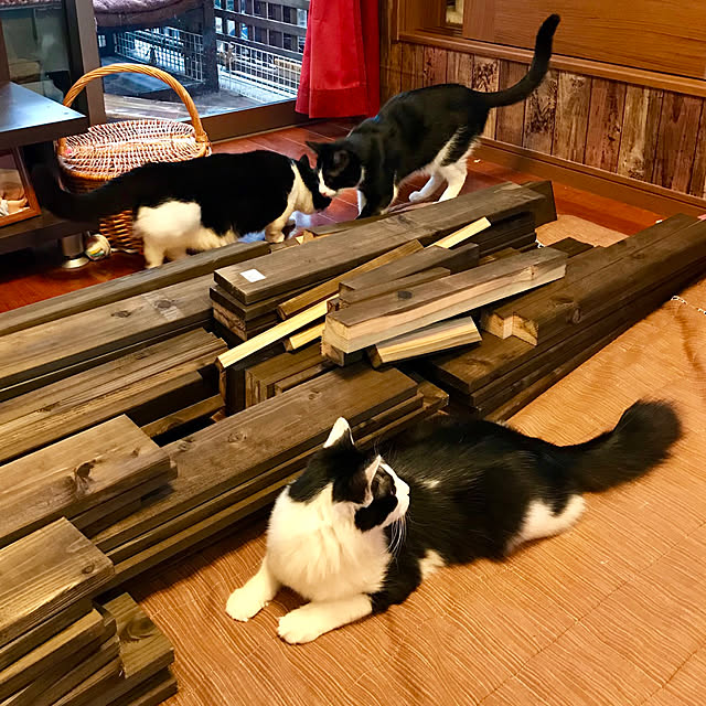 butachanさんの実例写真