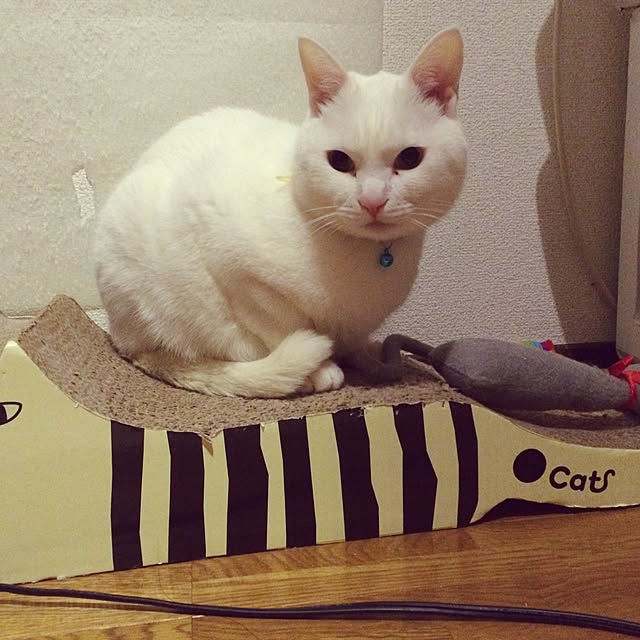 inoさんの実例写真