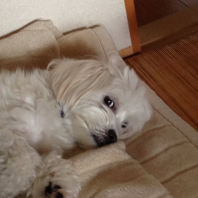 shunさんの実例写真