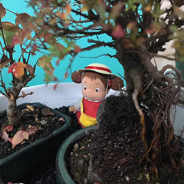 植物のある部屋/植物のある暮らし/ミニ盆栽/一人暮らし/賃貸...などのインテリア実例 - 2020-11-18 19:26:47