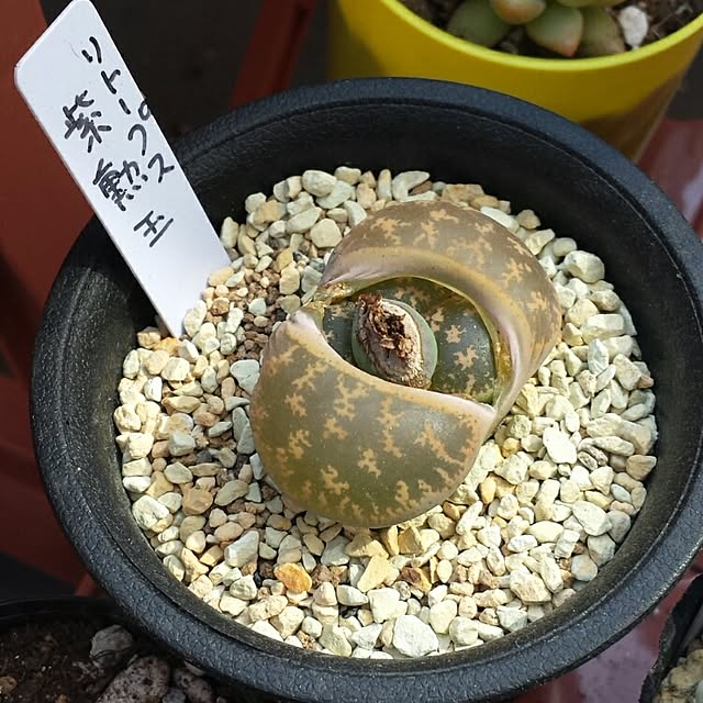 mikimaruさんの実例写真