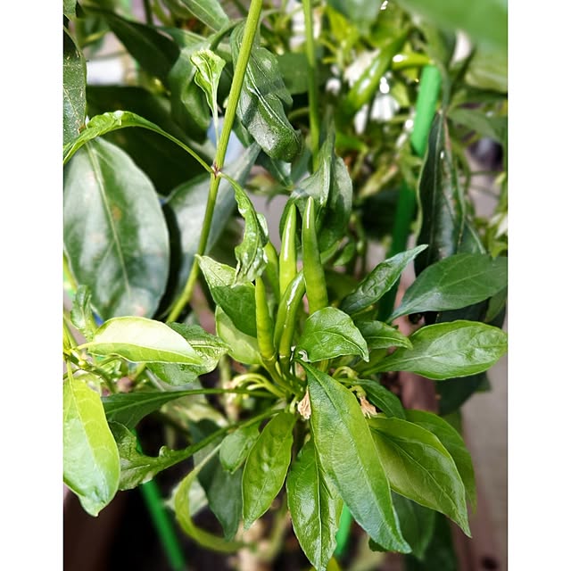 ToReTaRiさんの部屋