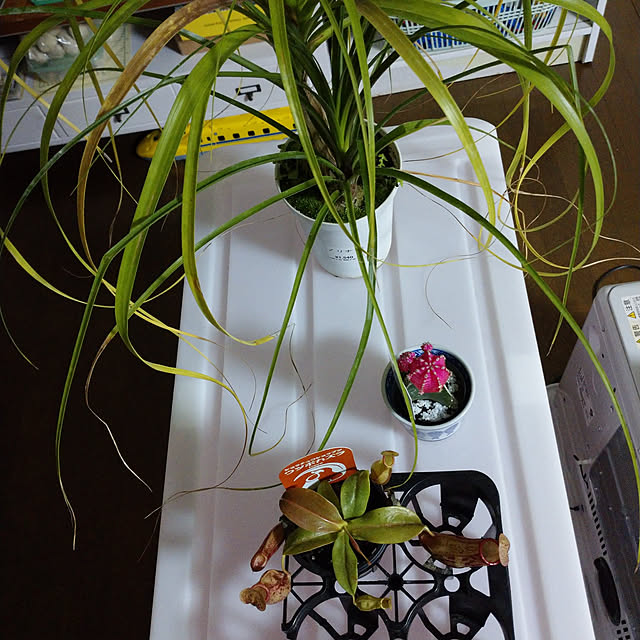 m.mさんの実例写真