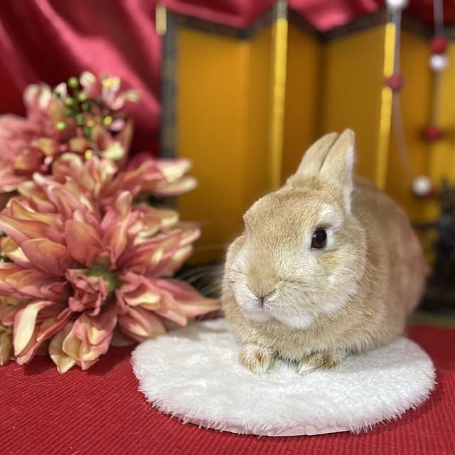 aiさんの実例写真