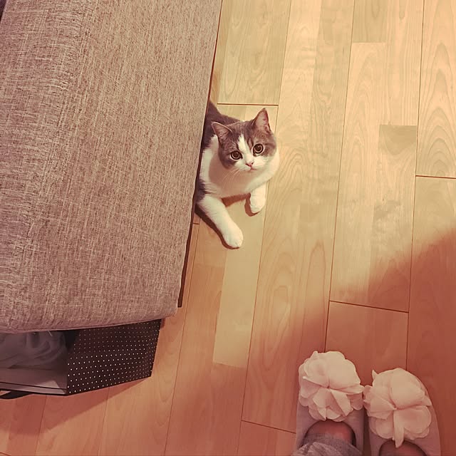 hikari_pppさんの実例写真
