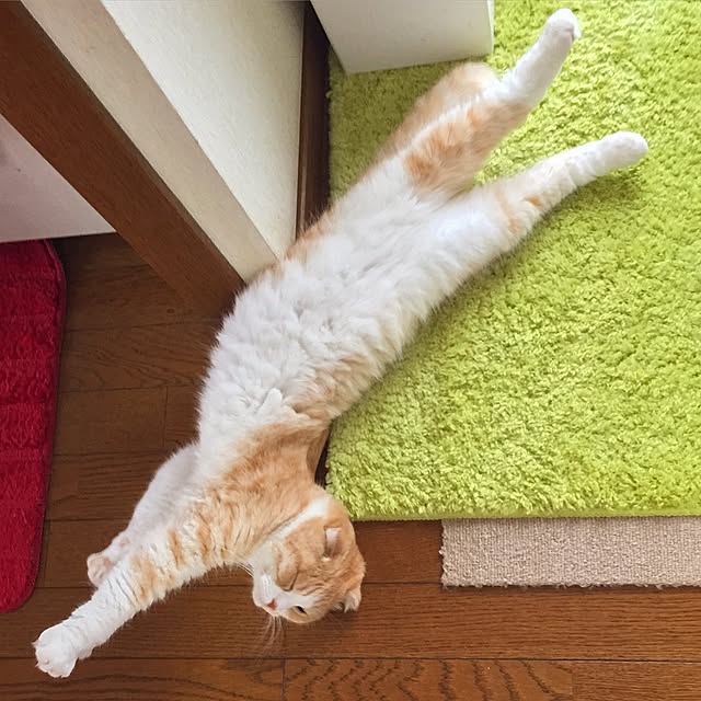 mochiさんの実例写真