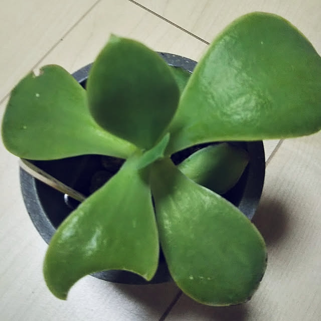 makunouchiさんの実例写真