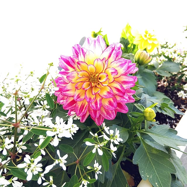 suuさんの実例写真