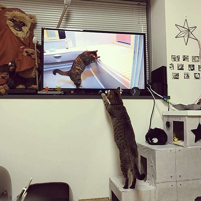 Hotateさんの実例写真