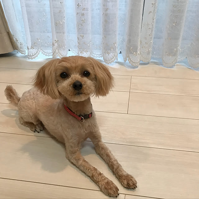 miyumiyuさんの実例写真