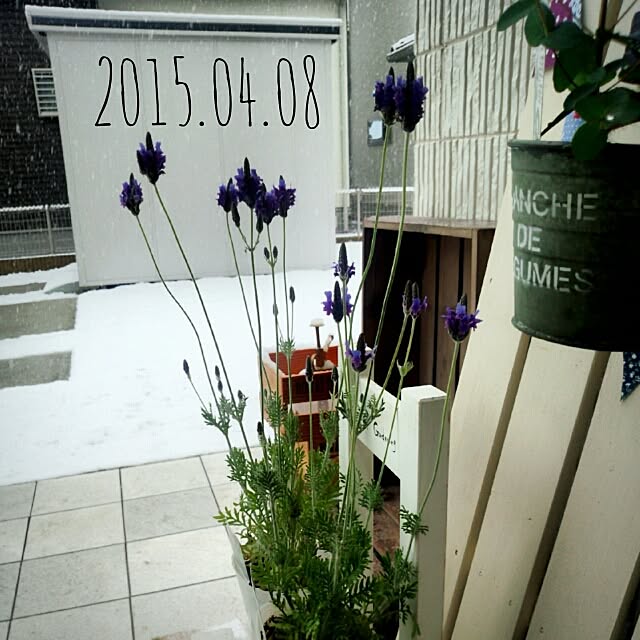 Su-san-chiさんの実例写真