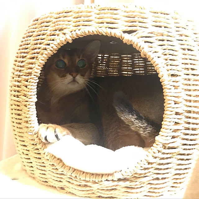 aby_nyanさんの実例写真
