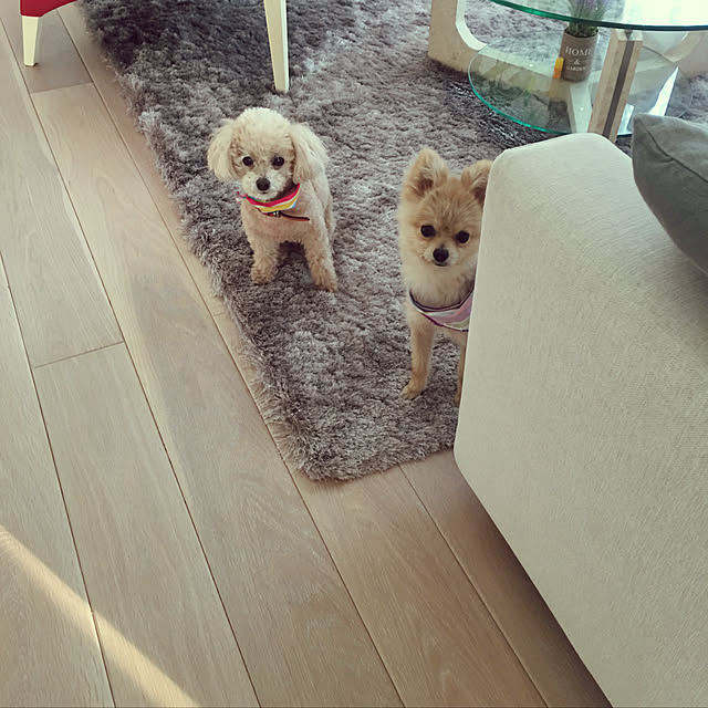 MAKARONさんの実例写真