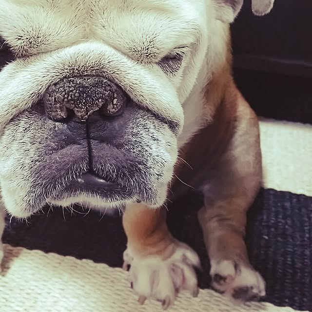 panchobiさんの実例写真