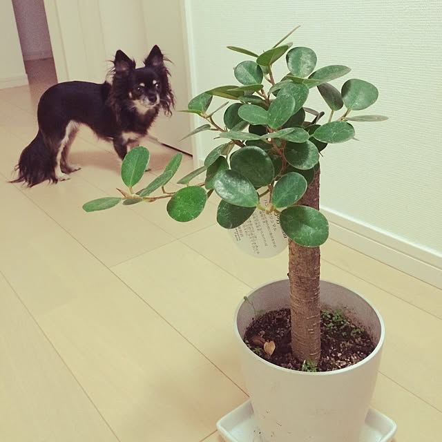 chi-chan0301さんの実例写真