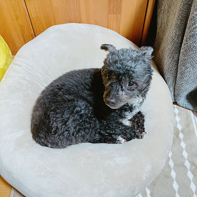 Chipさんの実例写真