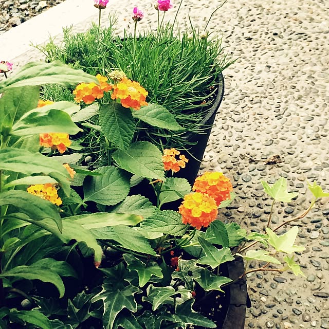 aamoさんの実例写真