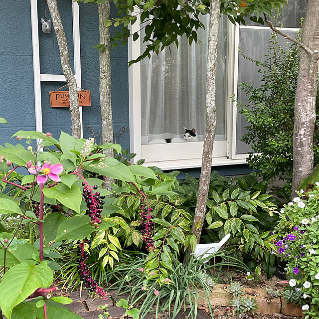 nobikoさんの部屋