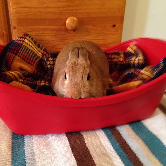 lapinさんの実例写真