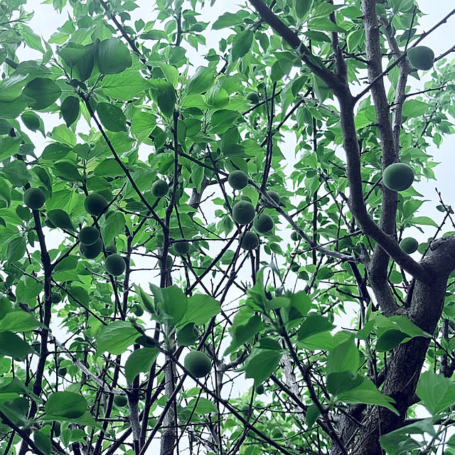 countryさんの部屋