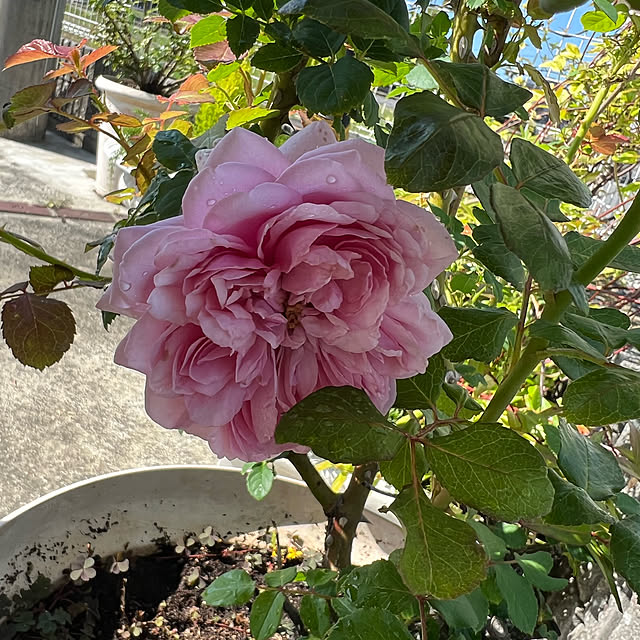 AYUKOさんの実例写真