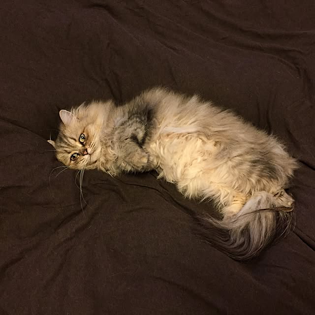 butachanさんの実例写真