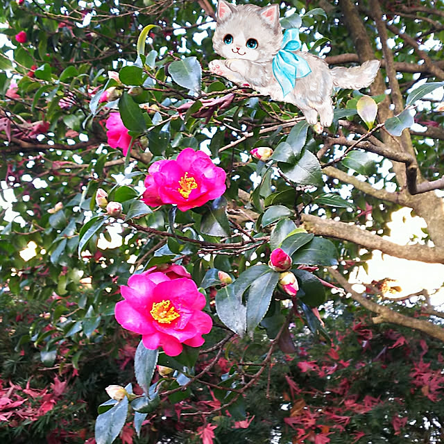 cherrycherryさんの実例写真
