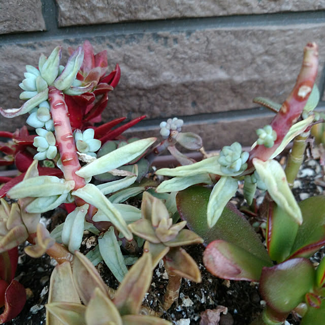 kyukyuさんの実例写真