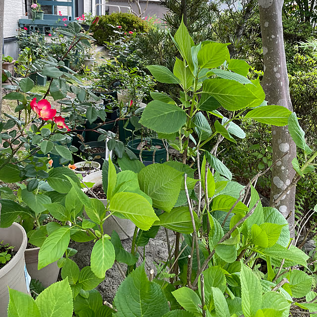 natsumiさんの部屋