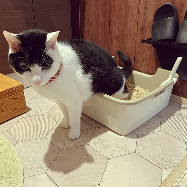nekosamaさんの実例写真