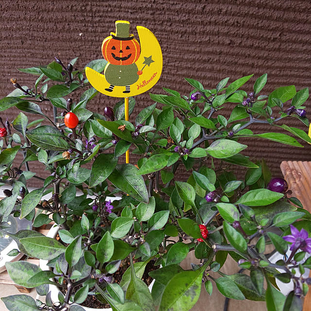 KOHAKUさんの実例写真