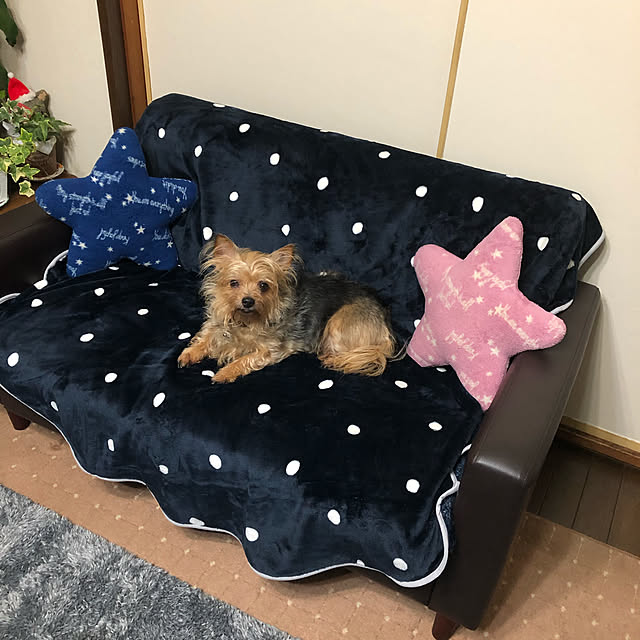 satooさんの実例写真