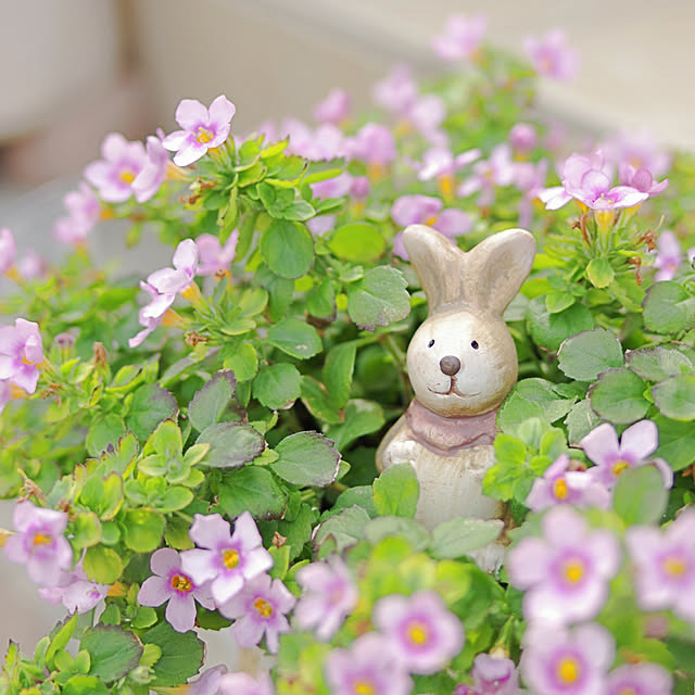Shooowkoさんの実例写真