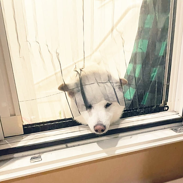 yukinkoさんの実例写真