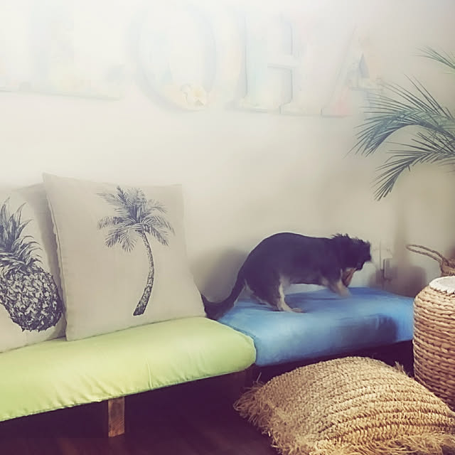 cocosorasakuさんの実例写真
