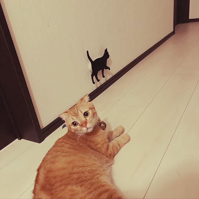 耳垂れスコ/ねこ/照明/壁/天井のインテリア実例 - 2018-07-03 20:28:07