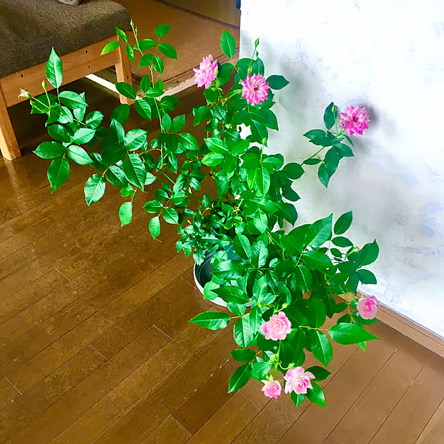 naokoさんの部屋