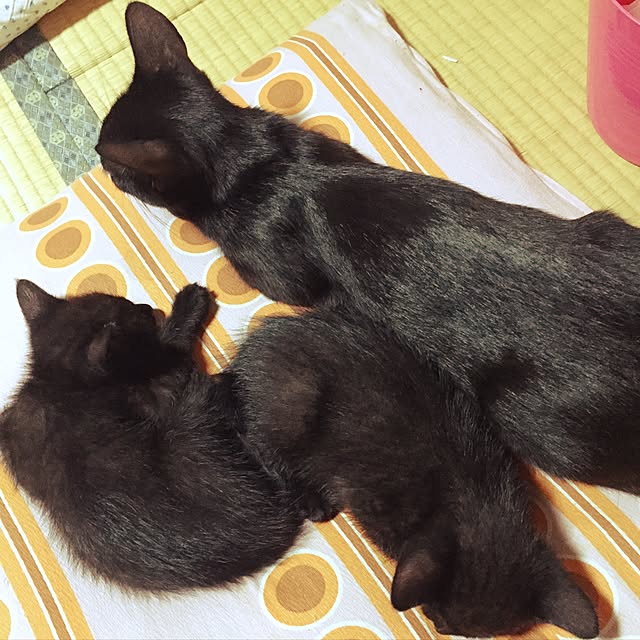 kumiさんの実例写真