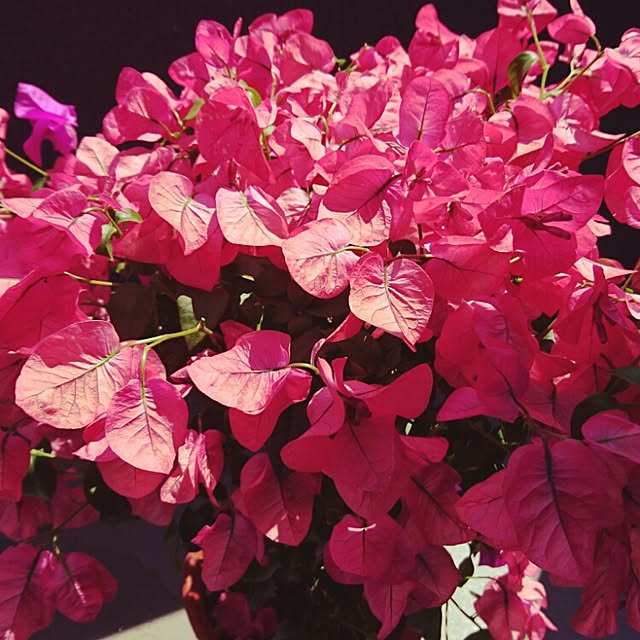 yuko.yukoさんの実例写真