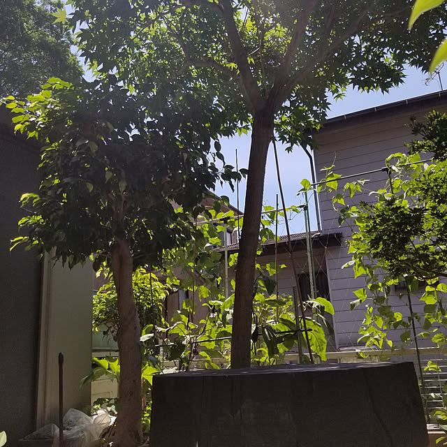 midoriさんの実例写真
