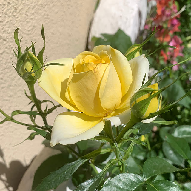 selina_yiyiさんの実例写真