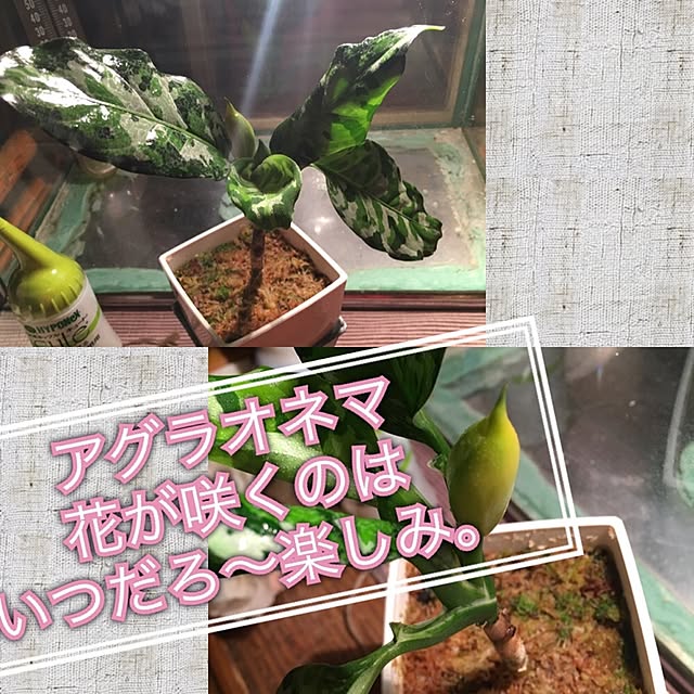 GORIRAさんの実例写真