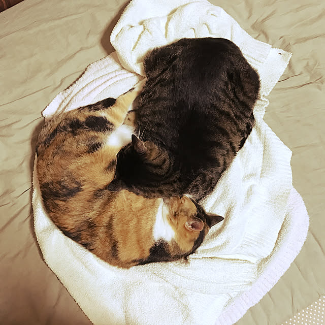 nikonikoさんの実例写真