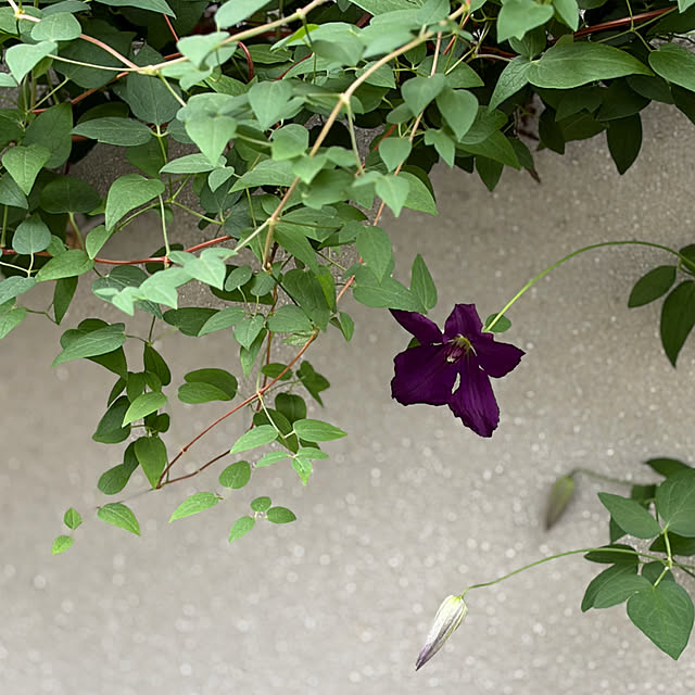buchiさんの部屋