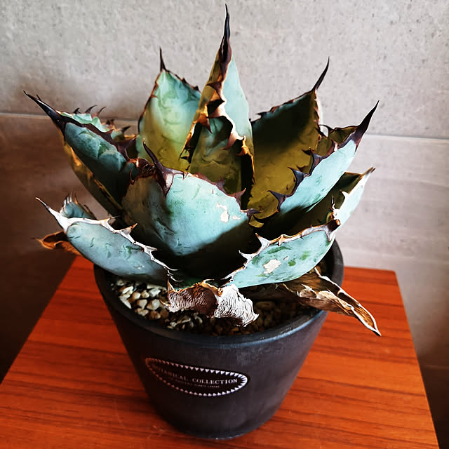 thousandleaf102さんの実例写真