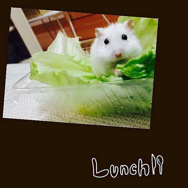 kyonさんの実例写真