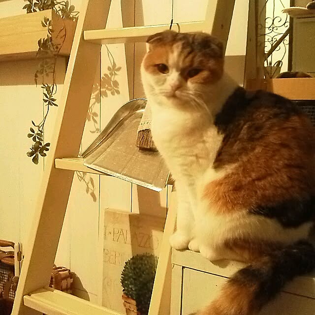 mikiさんの実例写真