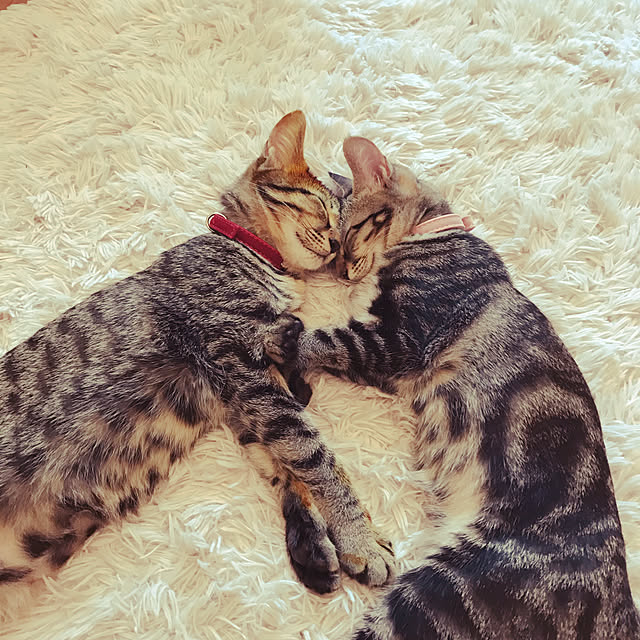 emikoさんの実例写真