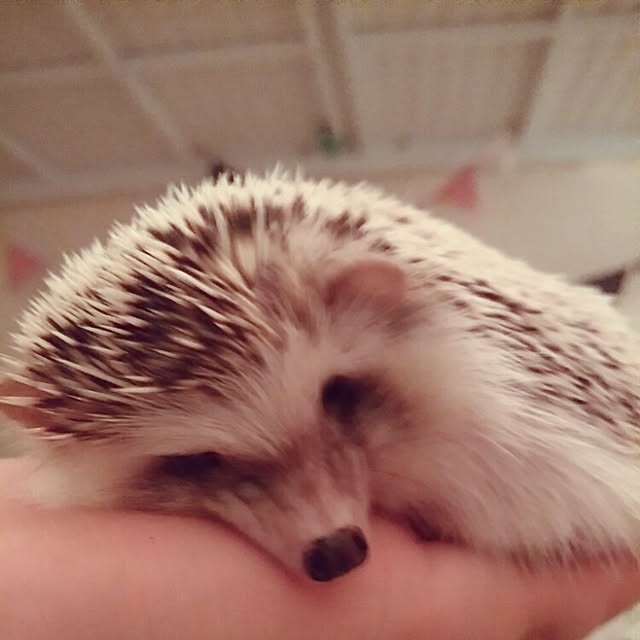 kuruさんの実例写真